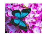 Бабочка на цветах  Комбо (набор картина по номерам + алмазная мозаика)