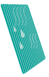 uscarea