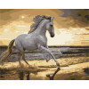 Pictură pe numere 40×50 cm (fără cutie) – Trapând pe coastă
