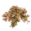 Arbust decorativ de Toamna Arbust decorativ de Toamna