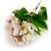 Ramura decorativa Hortensia Ramura decorativa Hortensia