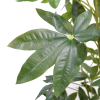 Arbore Pachira Glabra