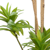 Arbore Dracaena Reflexa Arbore Dracaena Reflexa