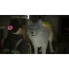 Game For PS5 Beast Of Reincarnation