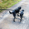 Развилка для крепления к поводку двух собак Mountain paws Double Dog Lead