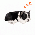 Cățeluș „Boston Terrier” cu imitație de respirație Cățeluș „Boston Terrier” cu imitație de respirație