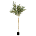 Arbore de Maslin 240 cm