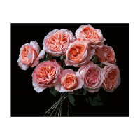 Pictura dupa numere 40X50 cm fundal negru Flori Pictura dupa numere 40X50 cm fundal negru Flori