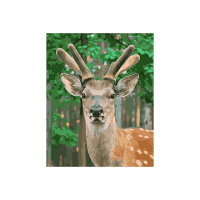 Pictura dupa numere 40X50 cm fundal alb Animale Pictura dupa numere 40X50 cm fundal alb Animale