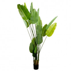 Arborele Strelitzia 250