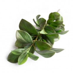 Ramura decorativa Peperomia