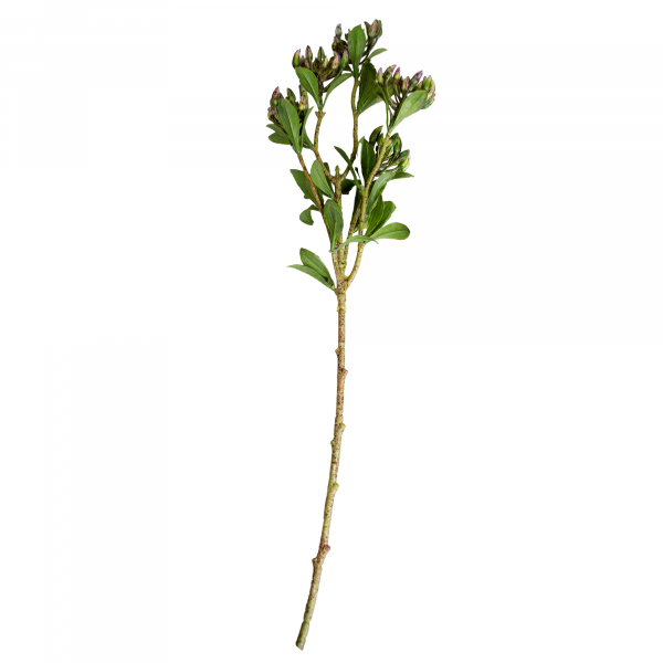 Ramura decorativa de Buxus Ramura decorativa de Buxus