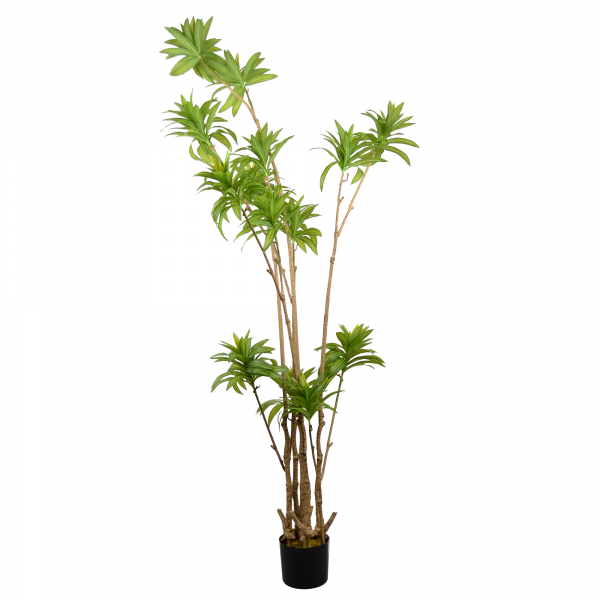 Arbore Dracaena Reflexa Arbore Dracaena Reflexa