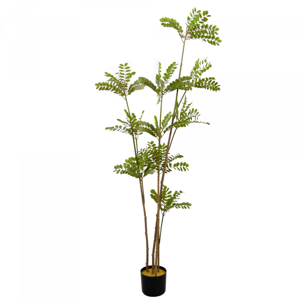 Arbore Phyllanthus Emblica
